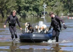 Hurricane Floyd: Princeville, NC. A Search and Rescue Team brings in dozens of stranded dogs. Rescuing stranded pets became a priority, as many towns along the Tar River remained under water. Photo by Dave Saville / FEMA News Photo
