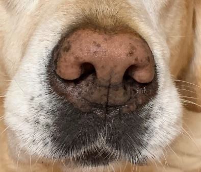 A dog nose